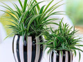 Istabas augi, kas enerģētiski piemēroti bērnistabai