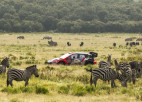 Video: Safari rallijā ekipāžai jāpiestāj, lai palaistu pār ceļu skrienošas zebras