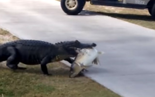 Video: Aligators ar lielu zivi zobos ierodas golfa laukumā