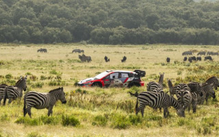 Video: Safari rallijā ekipāžai jāpiestāj, lai palaistu pār ceļu skrienošas zebras
