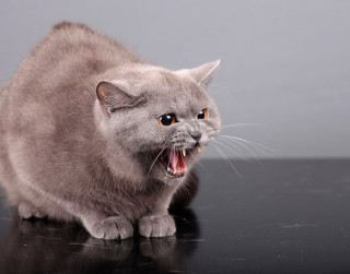 Kāpēc kaķi un citi mājdzīvnieki kļūst agresīvi?