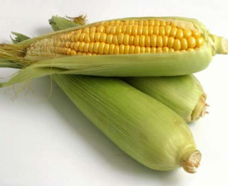 Ko der zināt par kukurūzu