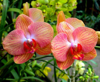 Biežāk sastopāmās orhideju šķirnes un atšķirības to kopšanā