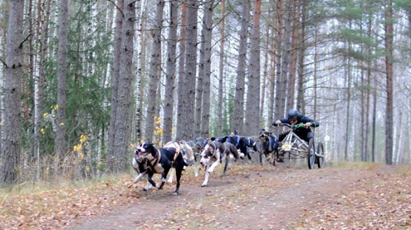 Foto: Latvijas Kamanu suņu federācija.