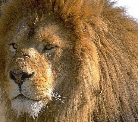 Ko dāvināt Lauvas zīmē dzimušajiem?