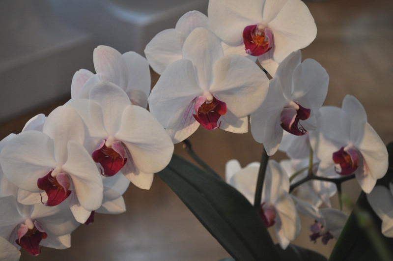 Kā jākopj orhideja, lai tā uzziedētu