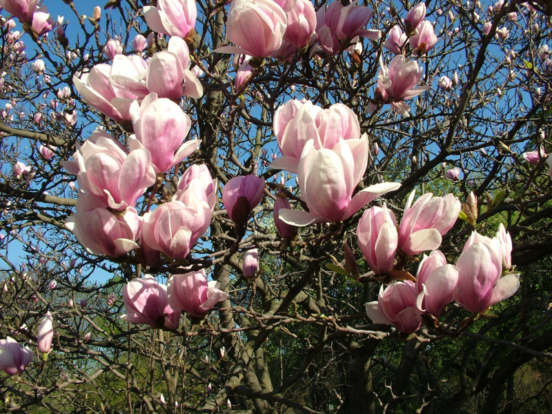 Magnolijas plaukst Lieldienās Latvijas Universitātes Botāniskajā dārzā