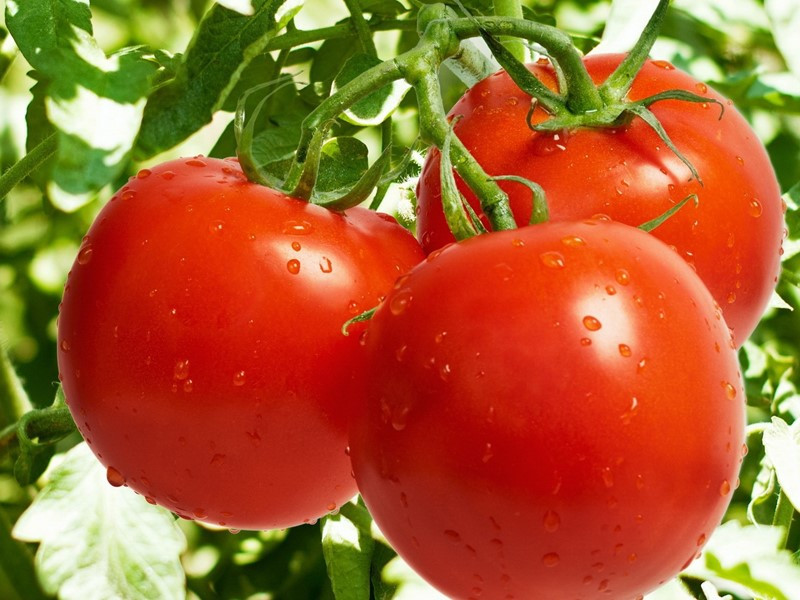 Kā izaudzēt labu tomātu ražu siltumnīcā