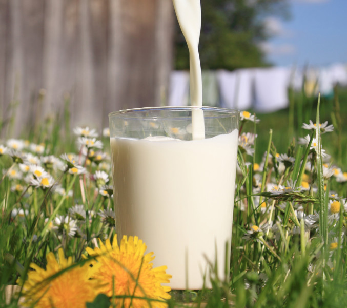 Populārākie mīti un patiesība par ekoloģiskajiem piena produktiem