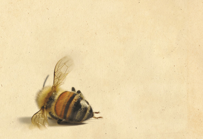 “Bišu vēsture” – izcils romāns par iespējamu realitāti