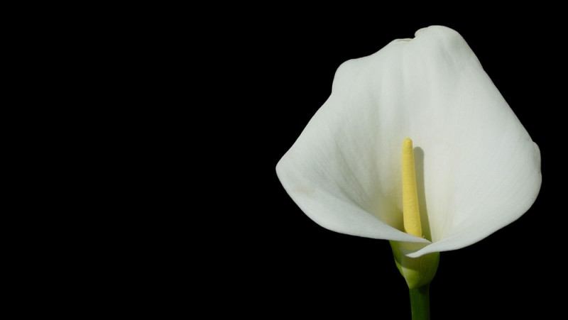 Mūžībā devusies TTT zelta laikmeta spēlētāja Silvija Skulme